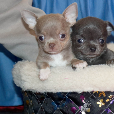 Валентра стар