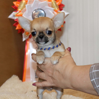 Продается Курносый чихуахуа