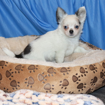 Валентра стар