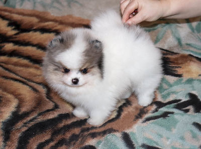 Валентра стар