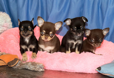 Валентра стар