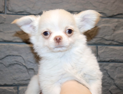 Валентра стар