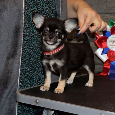 Продается Купить Чихуа в Москве