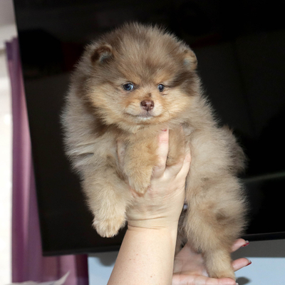 Валентра стар