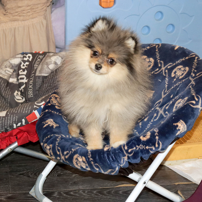 Продается Мраморный шпиц