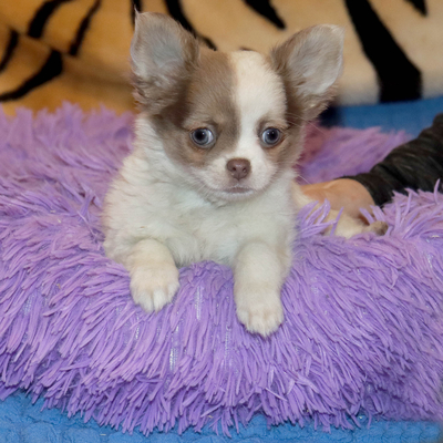 Продается Чихуахуа длинношерстная