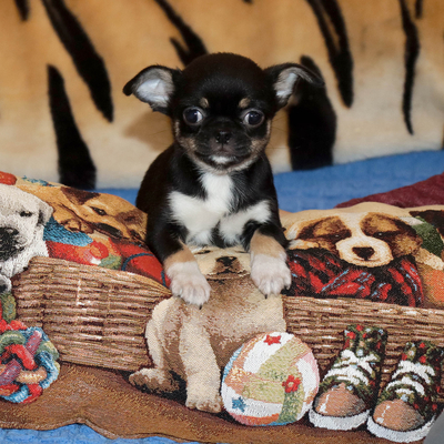 Валентра стар