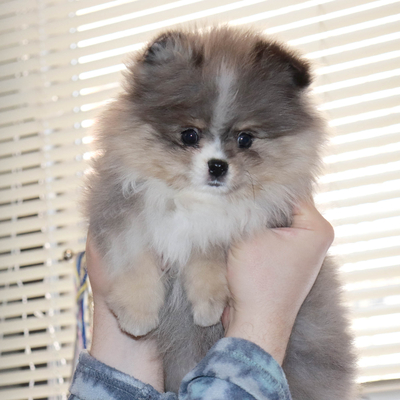 Валентра стар