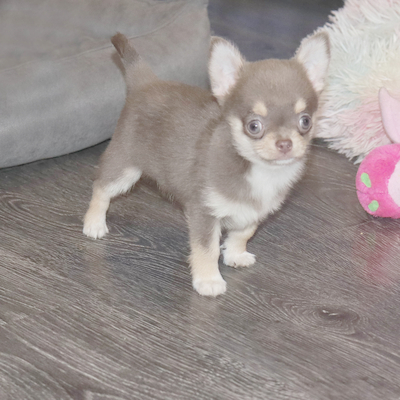 Валентра стар