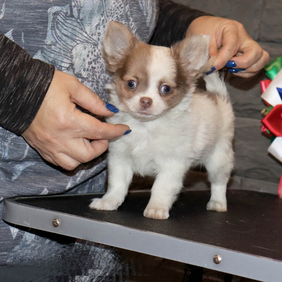 Валентра стар