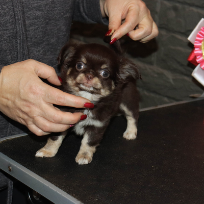 Валентра стар