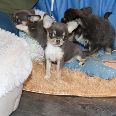 Валентра стар