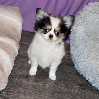 Продается Чихуахуа длинношерстная