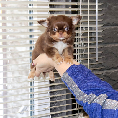 Валентра стар