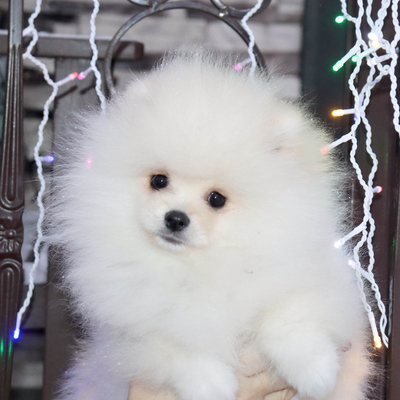 Продается Купить щенка шпица