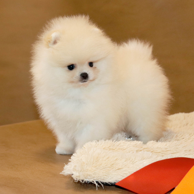 Валентра стар