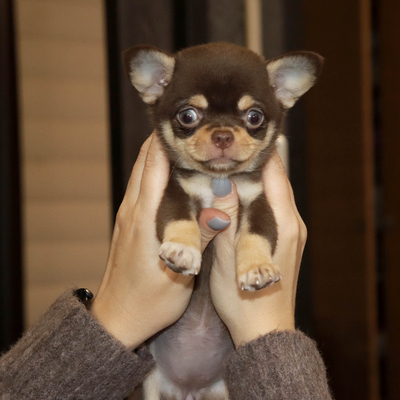 Продается Шоколадная чихуахуа