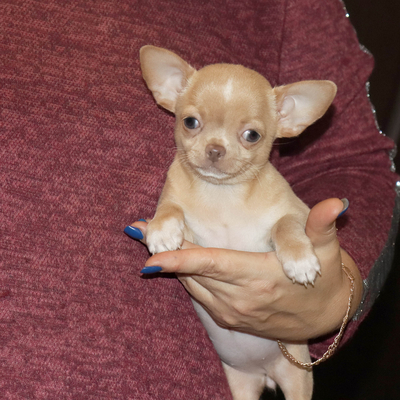 Валентра стар