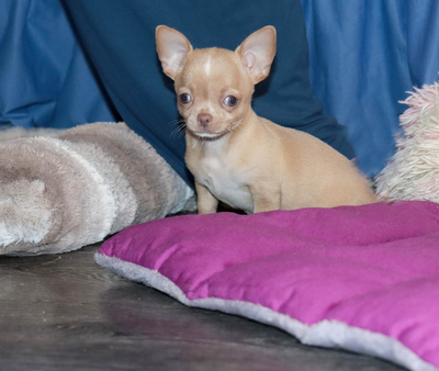 Валентра стар