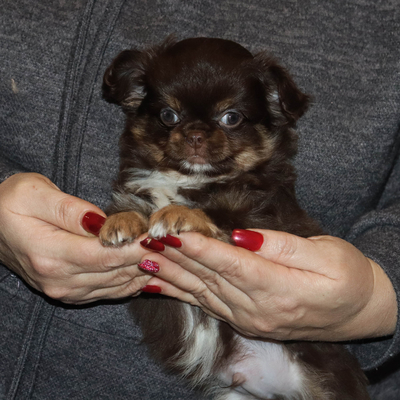 Валентра стар