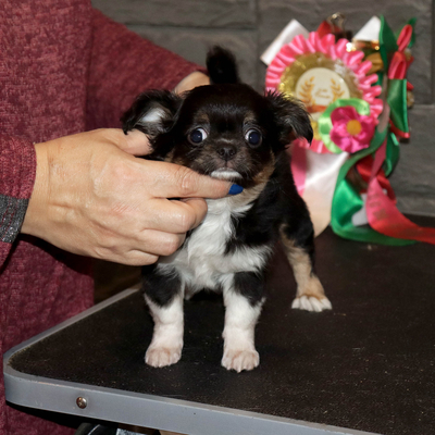 Валентра стар