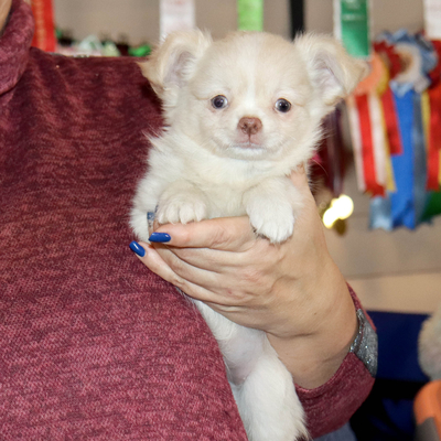 Продается Купить Чихуа в Москве