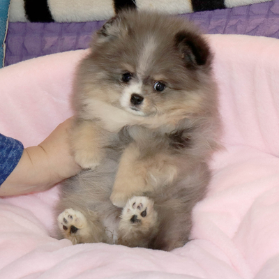 Валентра стар