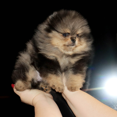 Валентра стар