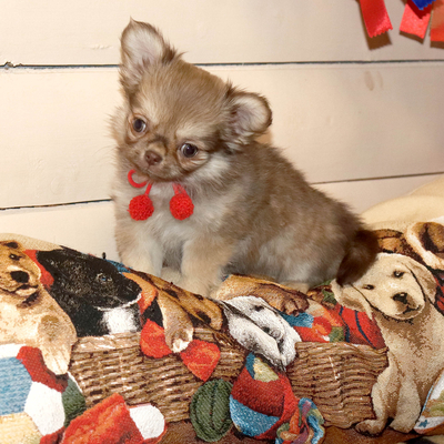 Валентра стар