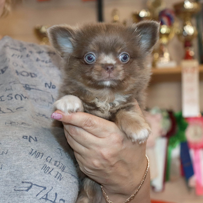 Валентра стар