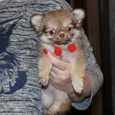 Продается Купить Чихуа в Москве