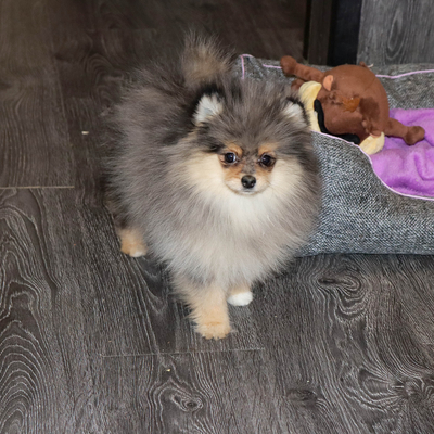 Валентра стар