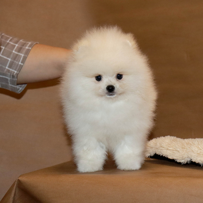 Валентра стар