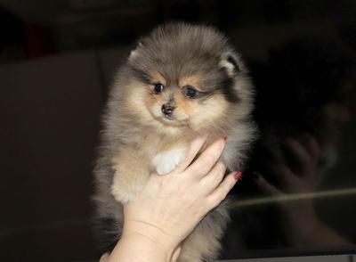 Валентра стар