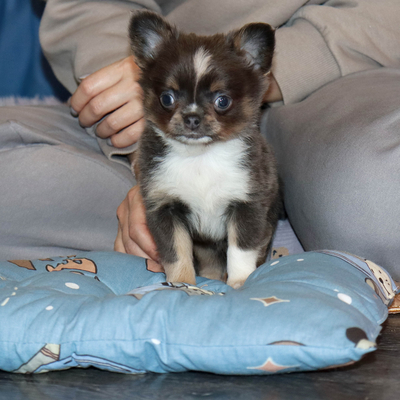 Продается Голубой чихуахуа