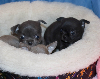 Валентра стар