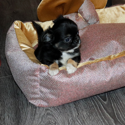 Валентра стар