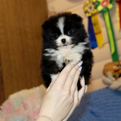 Валентра стар