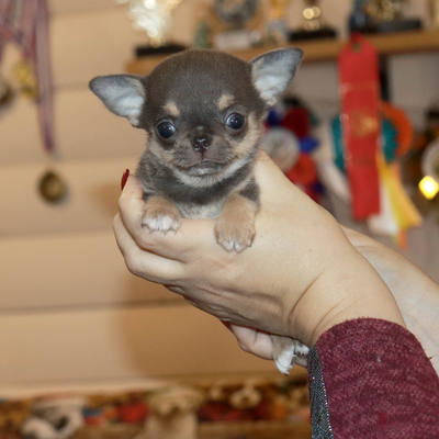 Продается Купить Чихуа в Москве