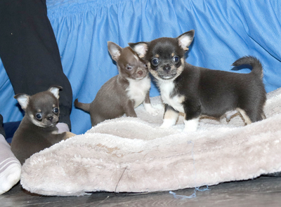 Валентра стар