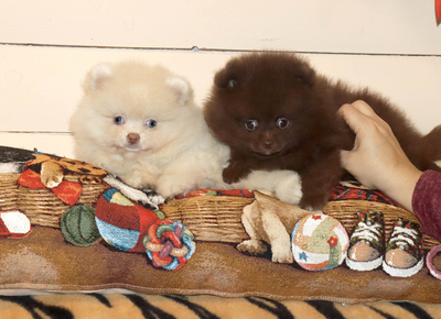 Валентра стар