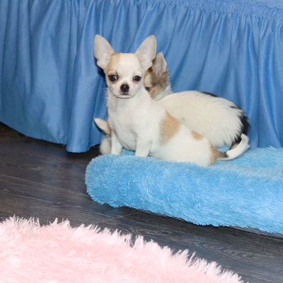 Валентра стар