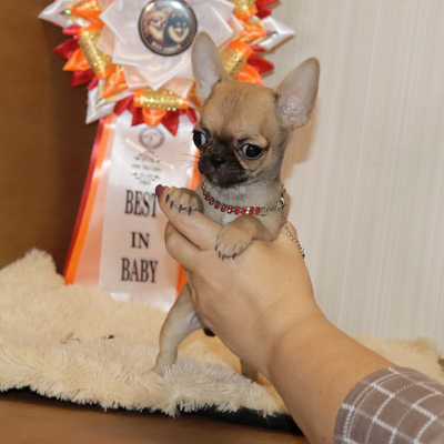 Валентра стар