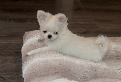 Валентра стар