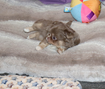 Валентра стар