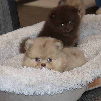 Валентра стар