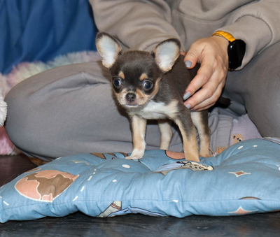 Валентра стар