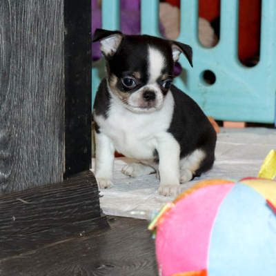 Валентра стар