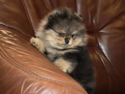 Валентра стар