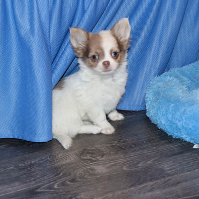 Валентра стар